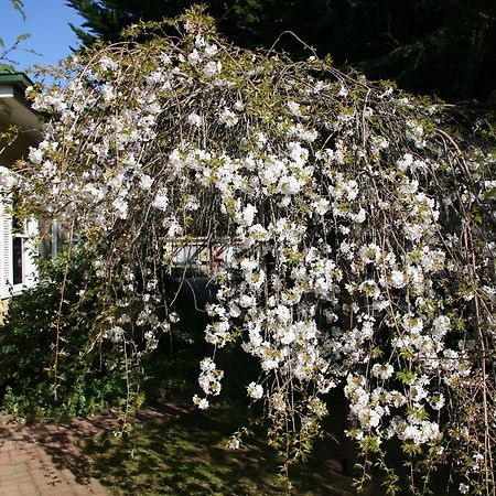 Carawatha Gardens Villa Bright Exterior photo
